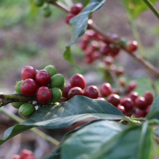 Coffee cupping (EN) 18.11.2026